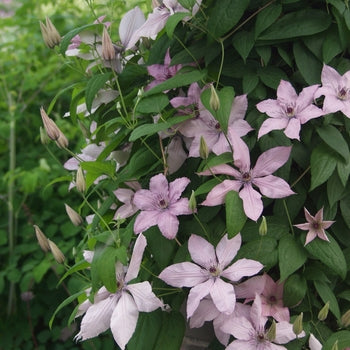 Clematis 'Hagley Hybrid'