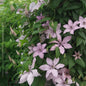 Clematis 'Hagley Hybrid'
