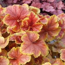 Heuchera 'Happy Flames' Coral Bells