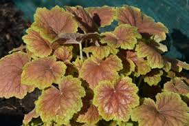 Heuchera 'High Hopes Bicolor' Coral Bells