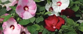 Hibiscus 'Honeymoon Mix' Rose Mallow
