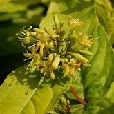 Honeysuckle - Honeybee