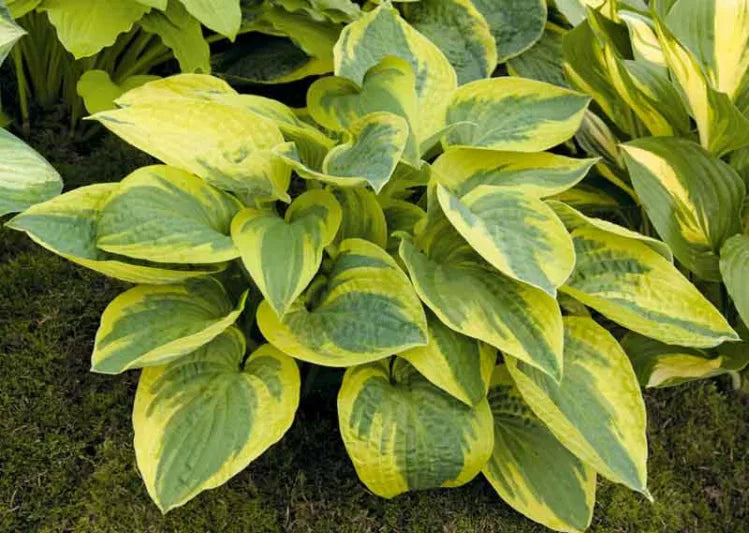 Hosta 'Mama Mia'