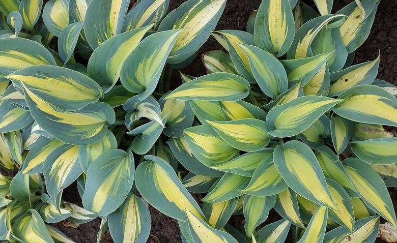 Hosta 'Catherine'