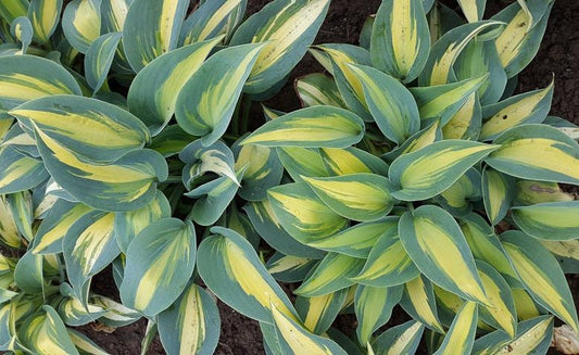 Hosta 'Catherine'