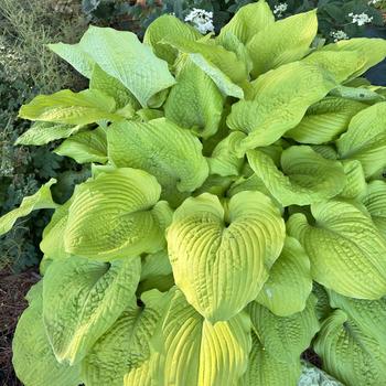 Hosta ‘Coast to Coast'