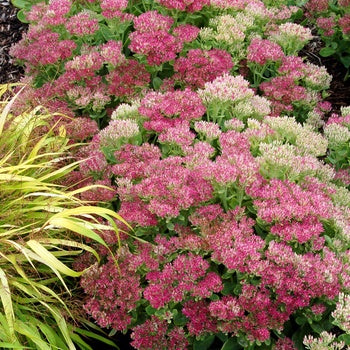 Sedum 'Hot Stuff' Stonecrop