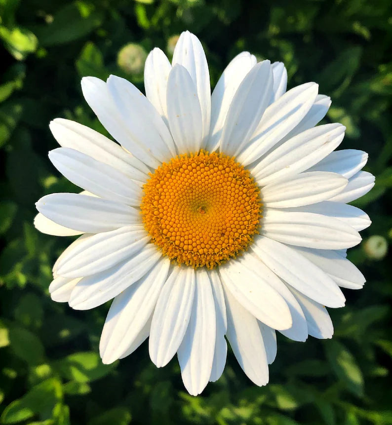 Leucanthemum 'Flower Power’ Shasta Daisy