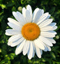 Leucanthemum 'Flower Power’ Shasta Daisy