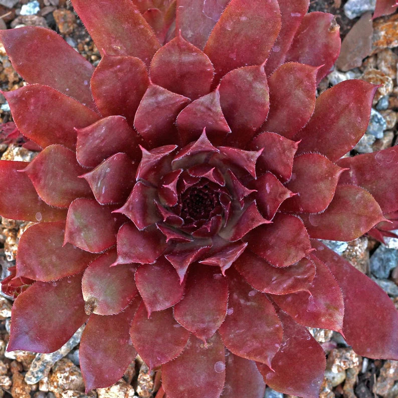 Sempervivum - Royal Ruby