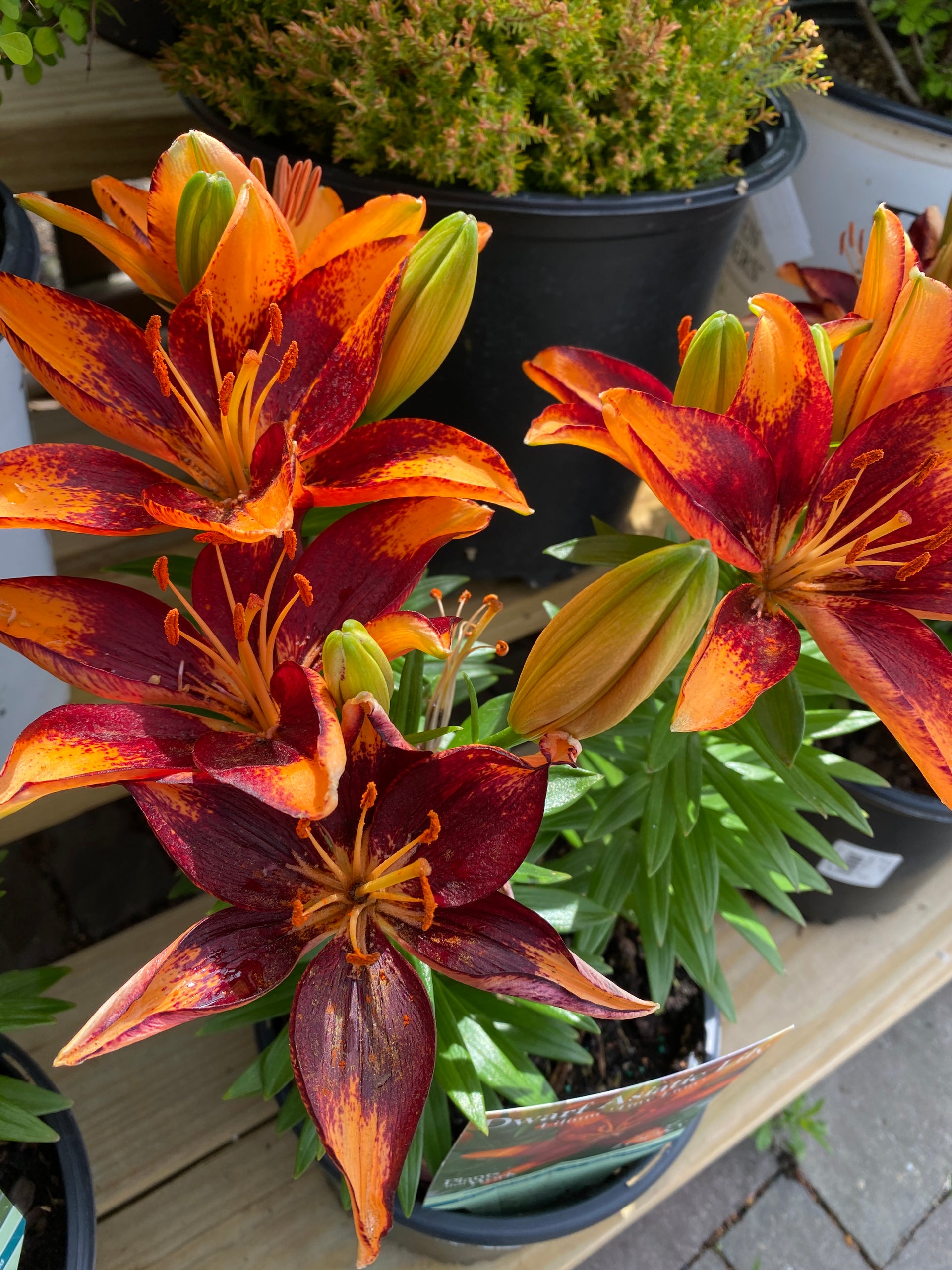 lion lily flower Lilium - Tiny Lion