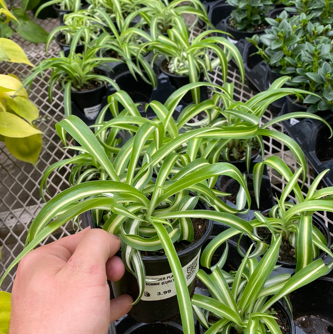 4" SPIDER PLANT BONNIE (CURLY)