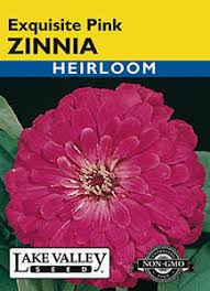 ZINNIA EXQUISITE PINK HEIRLOOM