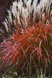 Maiden Grass - Fire Dragon