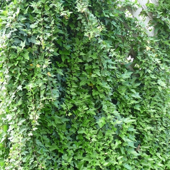 3 for 21 Hedera Helix 'English' Ivy