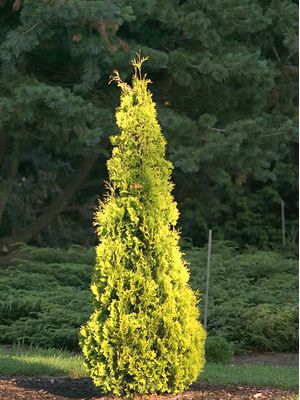 Arborvitae - Janed Gold