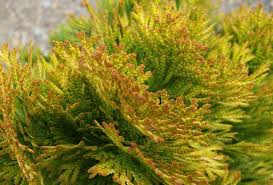 Arborvitae - Janed Gold