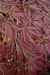 Japanese Maple - Julian Weeping
