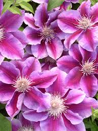 Clematis 'Killian Donahue'