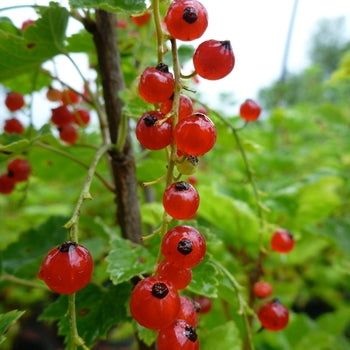 Currant - Ribes Red Lake