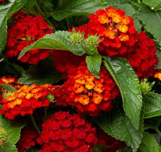 Lantana Camara - Hot Blooded