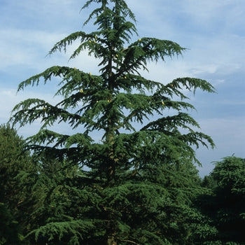 Cedar-Weeping of Lebanon