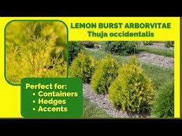 Arborvitae - Lemon Burst