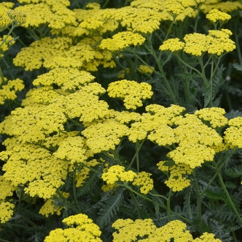 Achillea "Sassy Summer Lemon" Yarrow