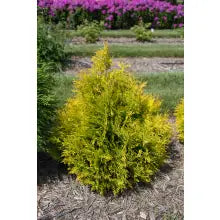 Arborvitae - Lemon Burst