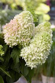 Hydrangea - Little Fresco