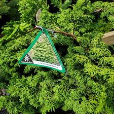 Hinoki Cypress - Little John