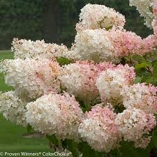 Hydrangea - Little Lamb