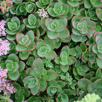 Sedum ‘Lime Zinger’ Stone Crop