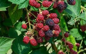 Blackberry - Lochness