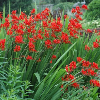 Crocosmia "Lucifer" Coppertips