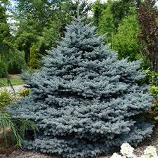 Spruce - Lundeby’s Dwarf Blue