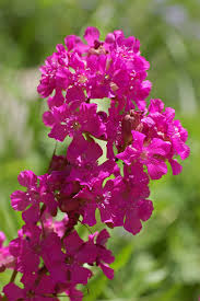 Lychnis ‘Splendens Fire’ Catchfly