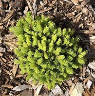 Norway Spruce - Malena Miniature