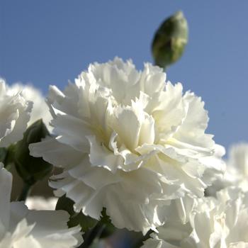 Dianthus "Memories" Cheddar Pinks