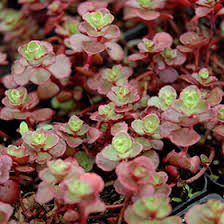 Sedum - Flaming Carpet Merlot