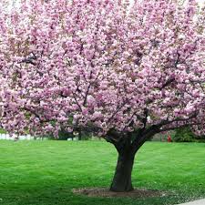 Cherry - Meteor Semi Dwarf