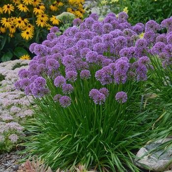 Allium 'Millenium'