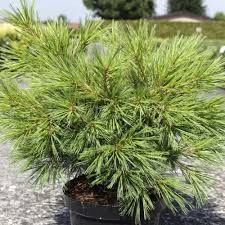 Pine - Minima Kalous