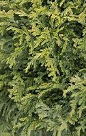 Cypress - Miniature Moss False