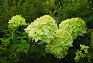 Hydrangea - Mojito