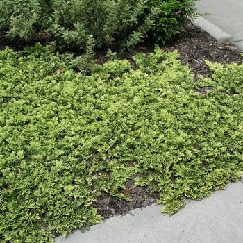 Juniper - Mother Lode Spreading