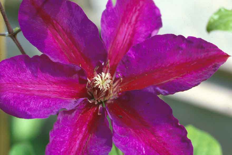 Clematis 'Mrs. N Thompson'