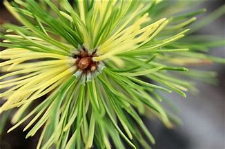 Mugho Pine - Real Sparkler Variegated