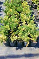 Mugho Pine - Real Sparkler Variegated