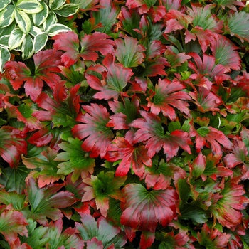 Mukdenia Rossii 'Karasuba' Red Leafed Mukdenia